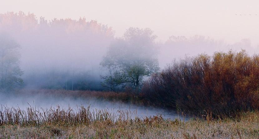 photo of foggy morning amidst trees and a pond