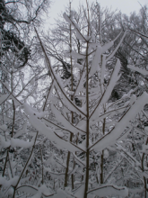 snowy trees